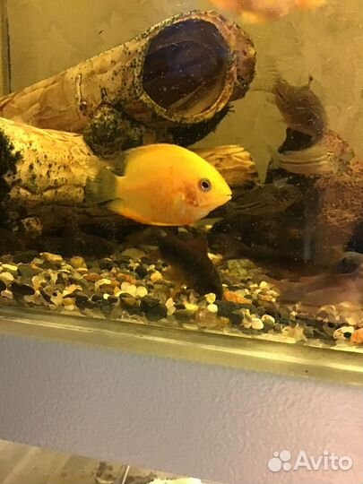 Северум красноточечный