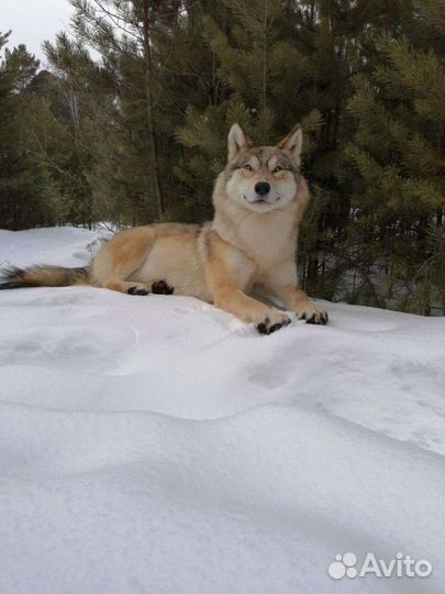 Чучело волка