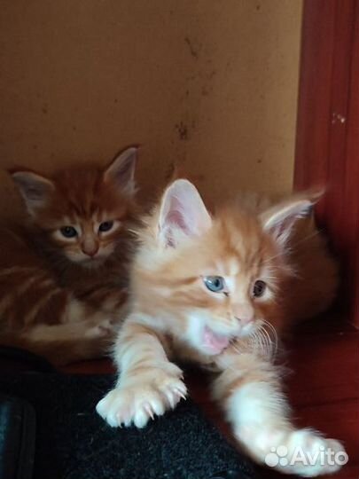 Котята мейн-кун