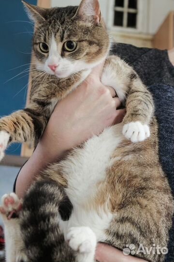 Кошка в дар бесплатно
