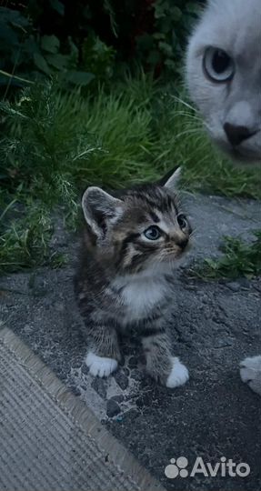 Котята в добрые руки,2 мальчика и 1 девочка