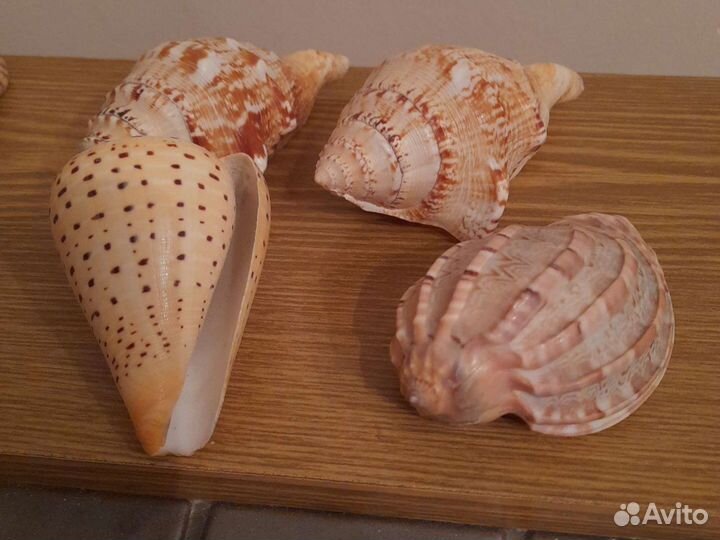 Раковины океана