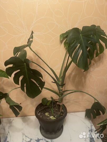 Продам Монстера