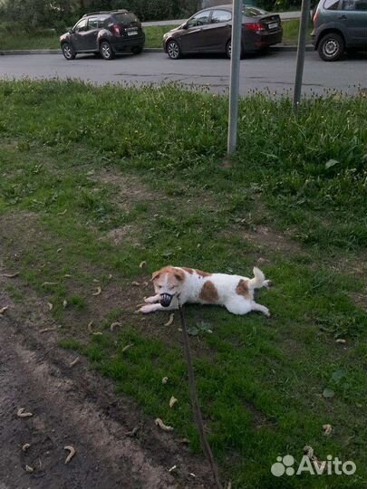 Собака Парсон рассел терьер в добрые руки