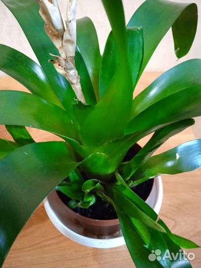 Вриезия жёлтая и красная