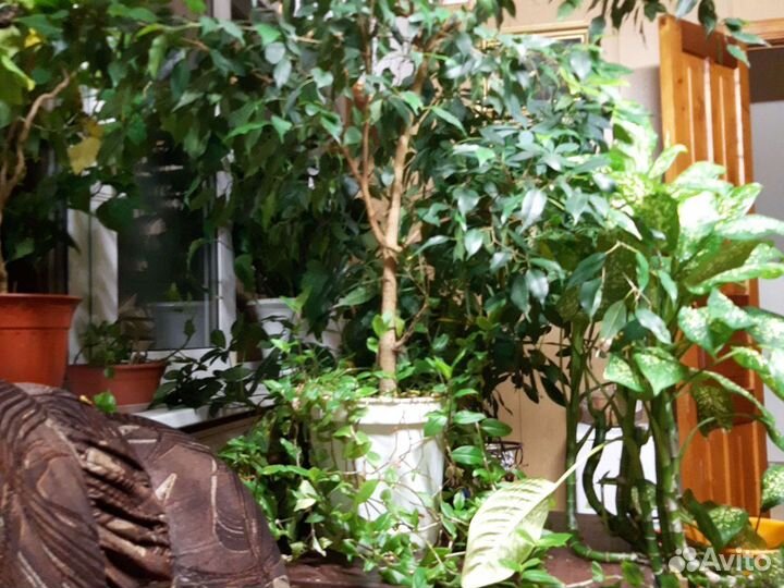 Растения для флоры в доме