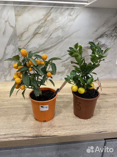 Цитрус мандариновое дерево