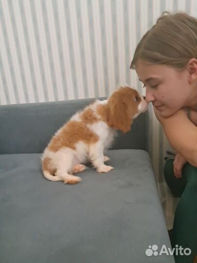 Кавалер Кинг чарльз спаниель