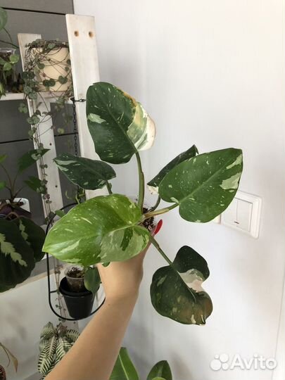Филодендрон белая принцесса продано