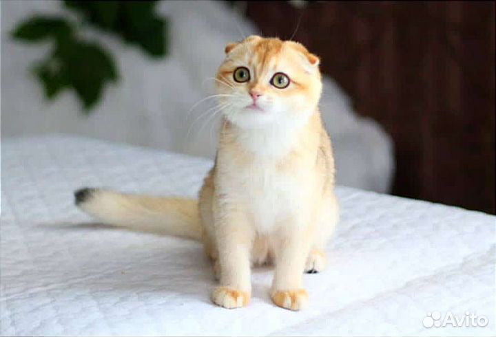 Шотландская вислоухая кошка золотая ny12