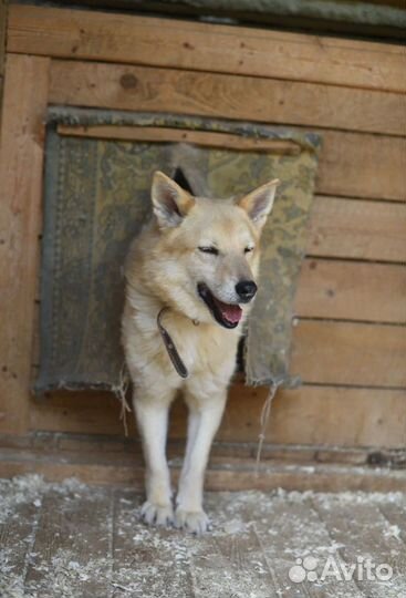 Пес старичок мечтает о доме