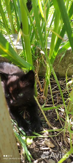 Котята бесплатно