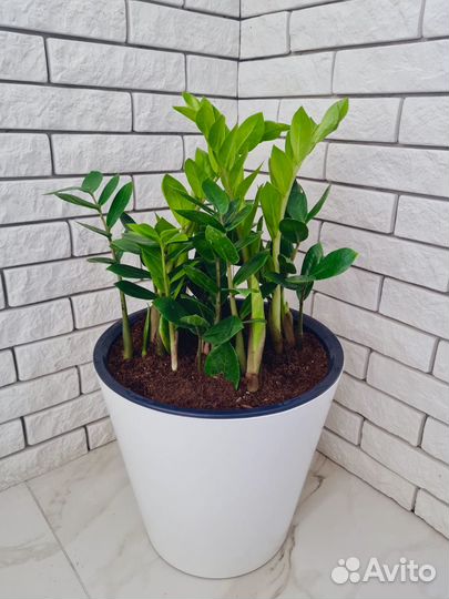 Замиокулькас долларовое дерево