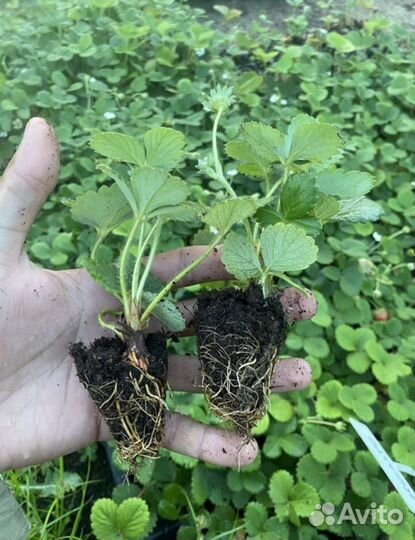 Рассада клубники сорт априка