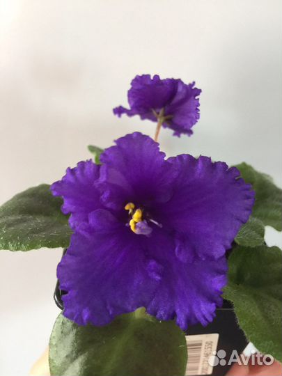 Цветущие фиалки