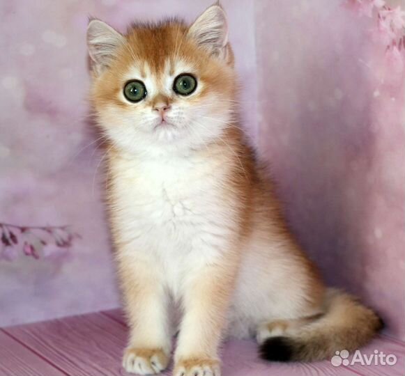 Котята золотые британские шиншиллы