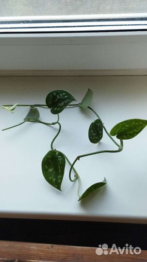 Традесканция тайская