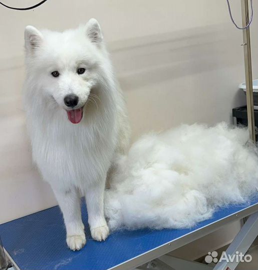 Груминг, стрижка собак и кошек