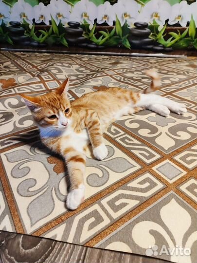 Рыженькое сокровище 6 мес в дар