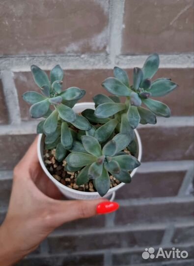 Эхеверии в ассортименте