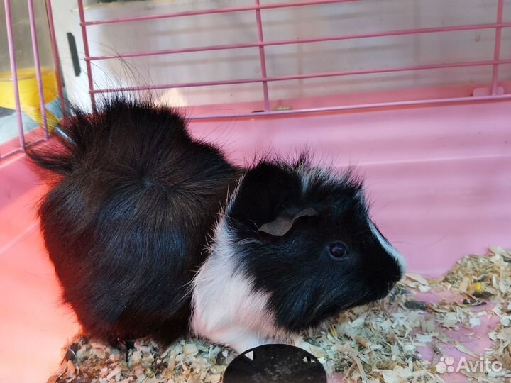 Морские свинки