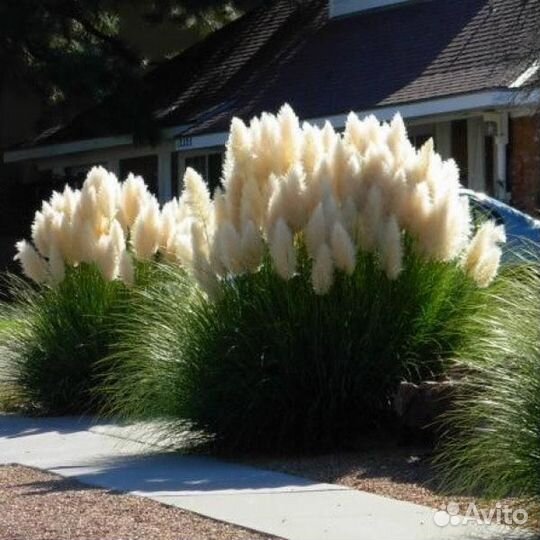 Кортадерия. Пампасная трава. Ковыль. Стипа