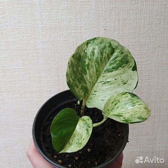 Эпипремнум хэппи лиф