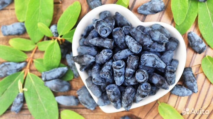 Сибирские зимостойкие саженцы