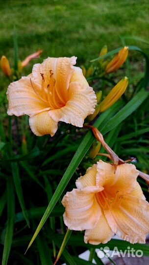 Цветы с моего участка