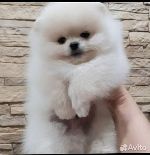 Померанский шпиц мини