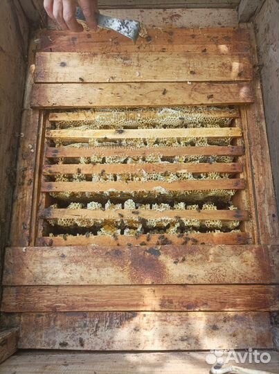 Ульи с пчелами