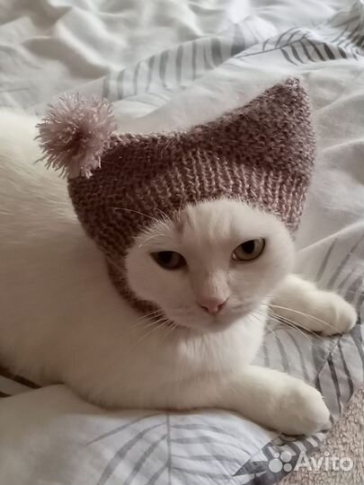 Одежда для кошек и мелких собак