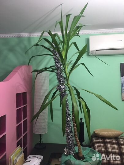 Пальма Юкка