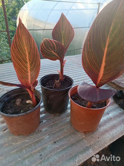 Канны пестролистные