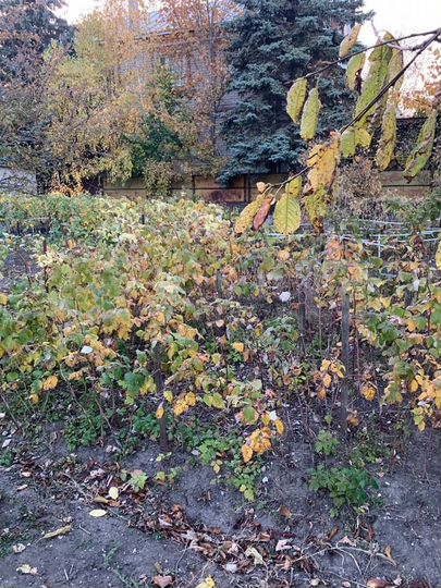 Участок 5,9 сот. (ИЖС)