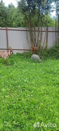 Козочка альпийская