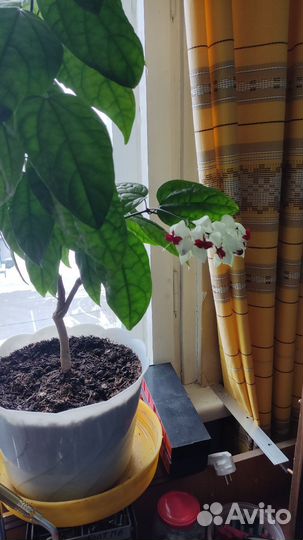 Клеродендрум томпсон