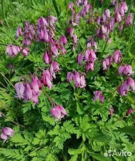 Обмен дицентры на другие цветы