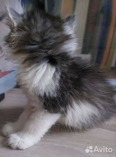 Котёнок бесплатно