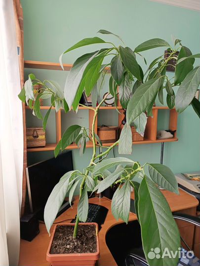 Авокадо крупномер