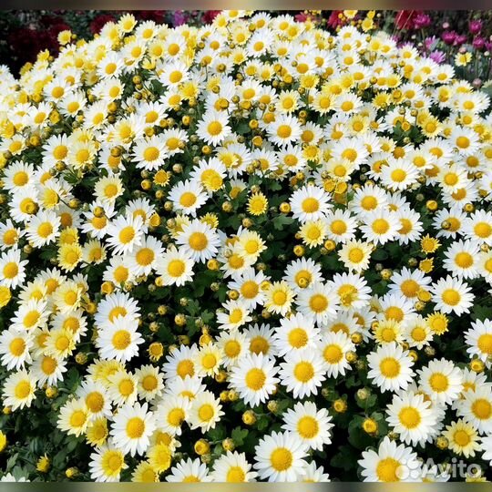 Хризантема мультифлора