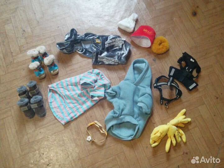 Шмотки на чихуа