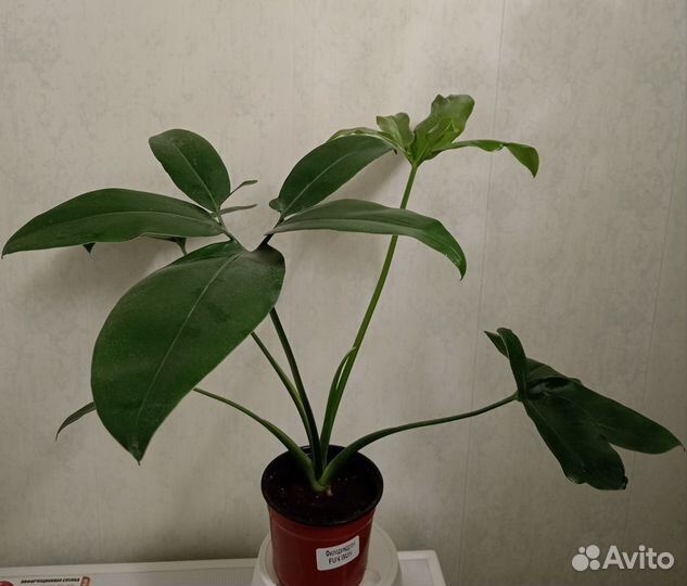 Филодендрон фан бан