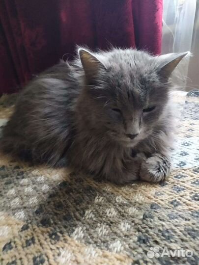 У кота ремиссия Фип