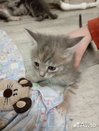 Отдам в добрые руки