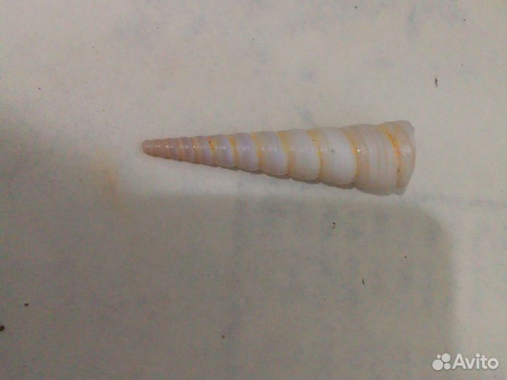 Ракушка на счастье в душе