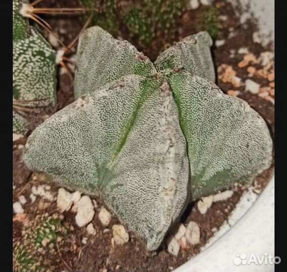 Кактусы редкие