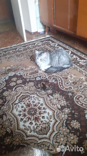 Сибирский кот