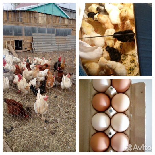 Инкубационное яйцо индюшки, деревенских кур