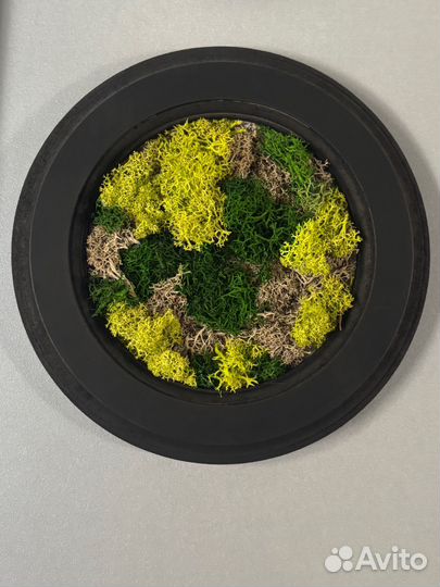 Картина из стабилизированного мха
